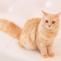 こちらを見上げるオレンジ色の子猫の可愛らしい表情の写真