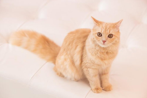 こちらを見上げるオレンジ色の子猫の可愛らしい表情