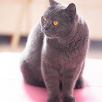 眼光鋭い黒猫がピンクの上に立つ琥珀色の瞳の写真