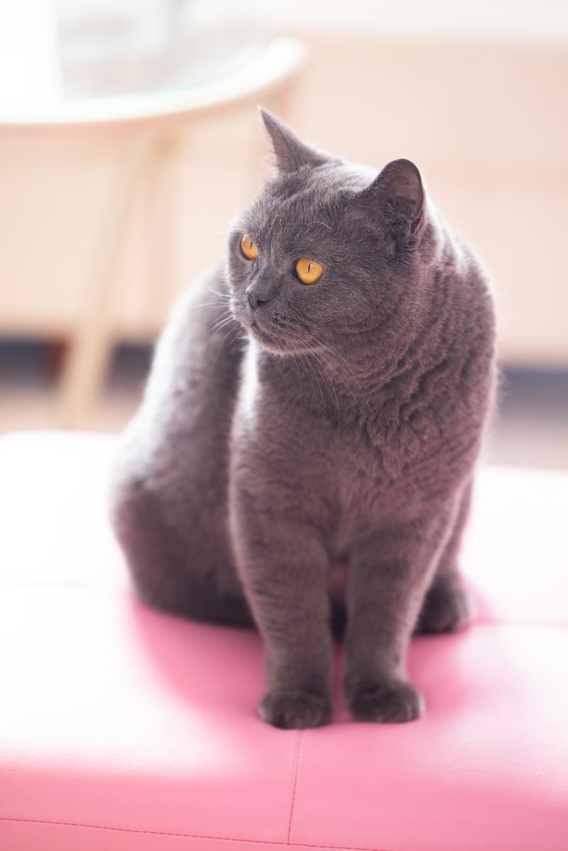 ピンクの床に立ち琥珀色の瞳でカメラを見つめる黒猫
