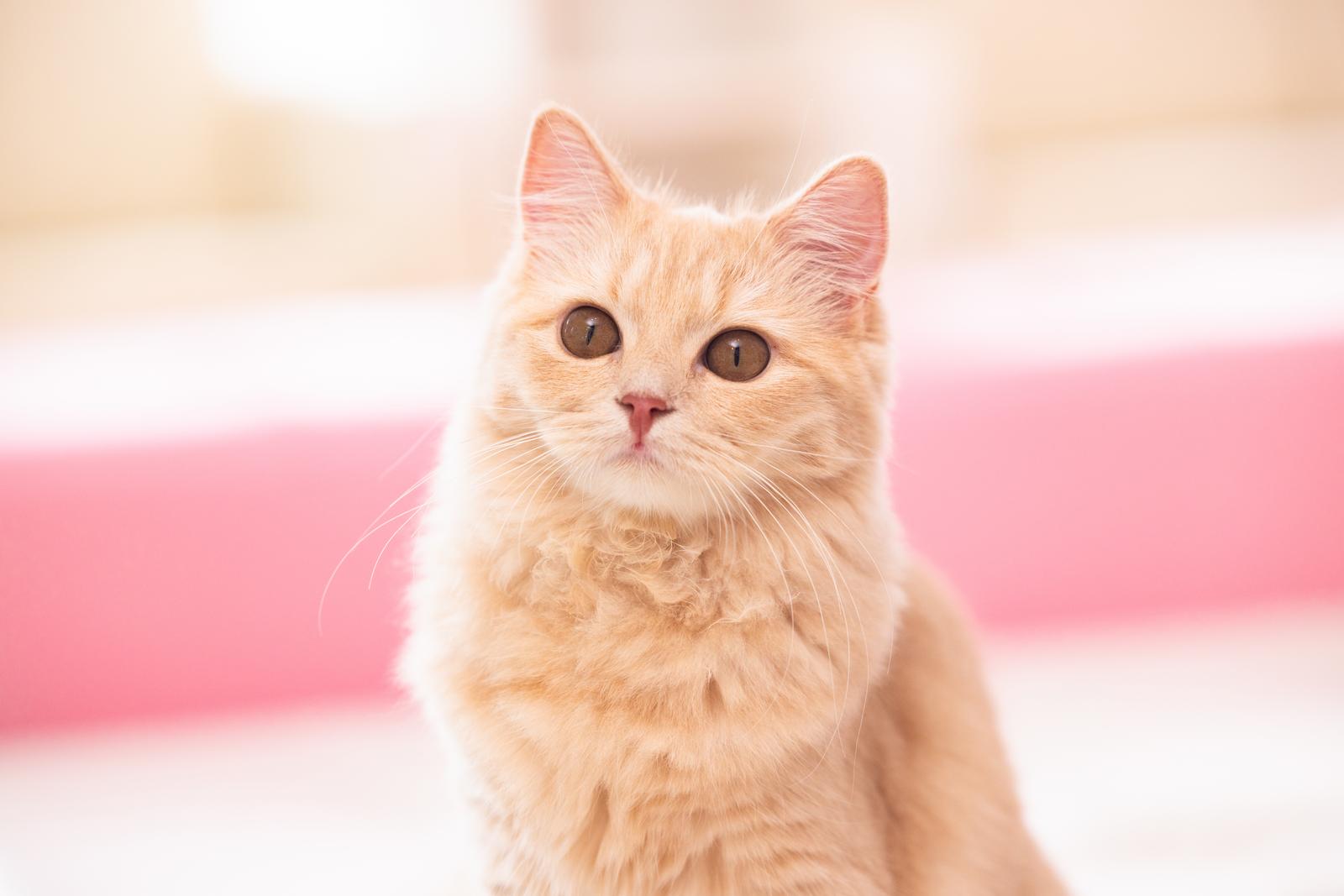 ピンク色の耳と茶色い瞳を持つクリーム色の長毛猫が、正面からカメラを見つめている