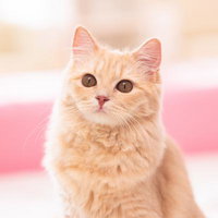 突然カメラを向けたら「おっ」となった猫の写真
