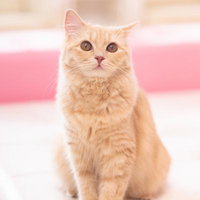 ピンクのソファーの前でお座りする茶トラ猫の写真