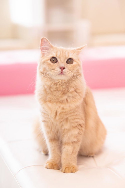 ピンクのソファーの前でお座りする茶トラ猫