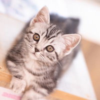上を向く臆病な子猫（シリウス）灰色縞模様のアメリカンショートヘアマンチカンの写真