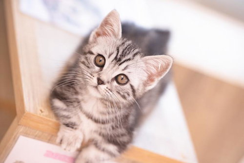 上を向く臆病な子猫（シリウス）灰色縞模様のアメリカンショートヘアマンチカン