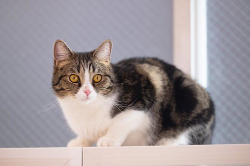 ミックス猫のゴマシオちゃんが見つめるポートレート