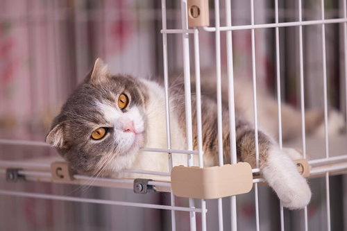 ゲージに入れられてうなだれるやる気なし猫