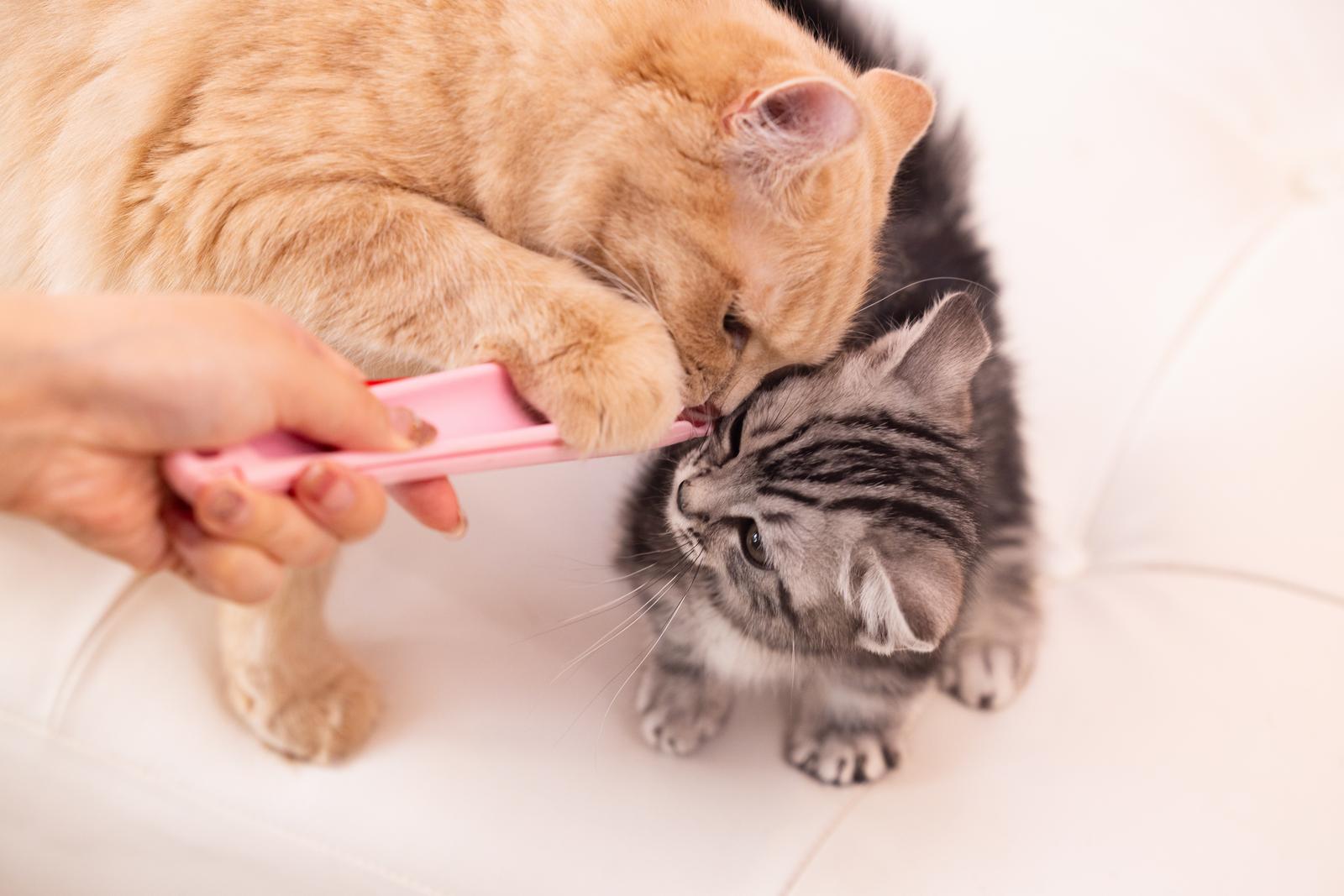 ピンクのちゃおちゅ～るに群がる茶トラとキジトラの子猫たち