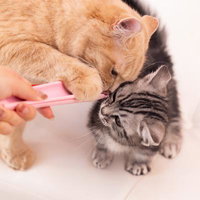 ピンクのちゃおちゅ～るの取り合いをする子猫たちの写真