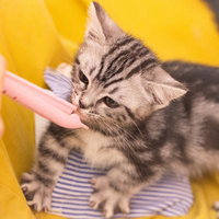 ピンク色のおやつ管を舐めるマンチカンの子猫の写真