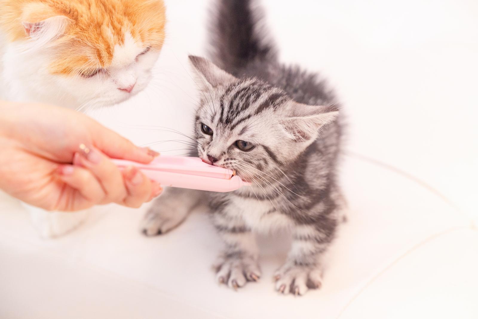 ピンク色のちゃおちゅ～るをかじる灰色の子猫