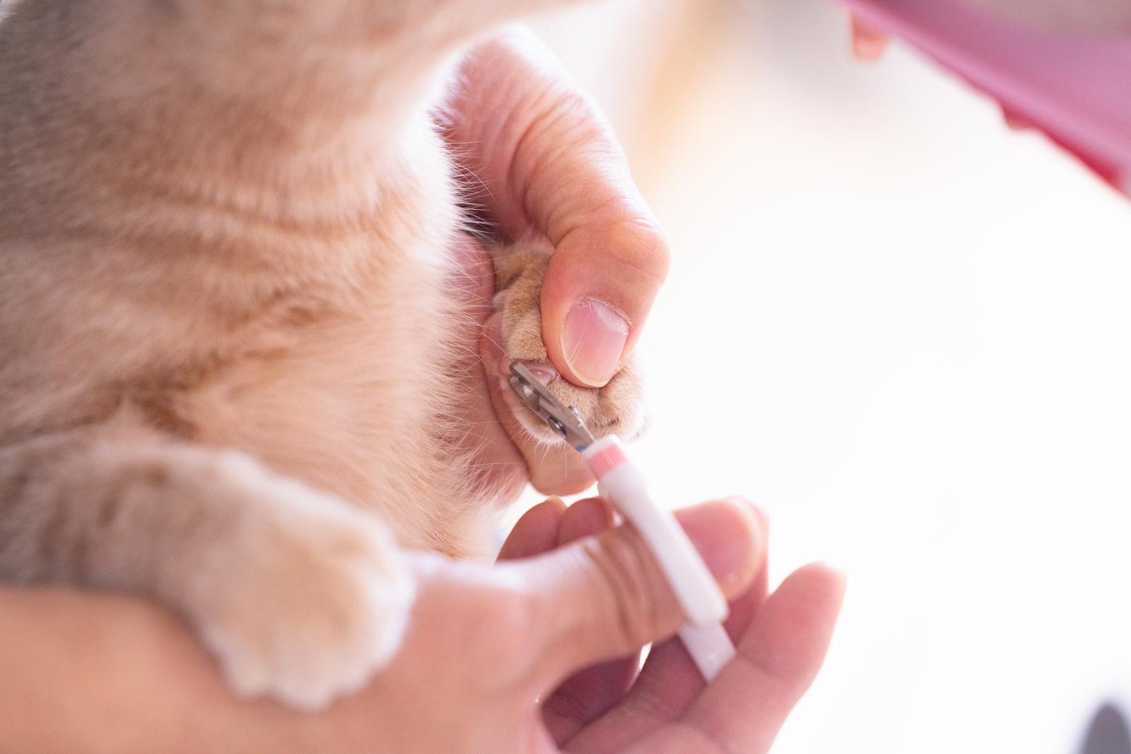 白い毛の猫の前足を持ち上げて爪切りで爪を切る飼い主の手元