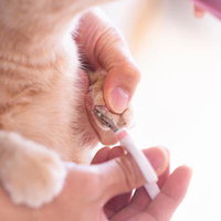 猫ちゃんの爪切りをする飼い主の手元と肉球の写真