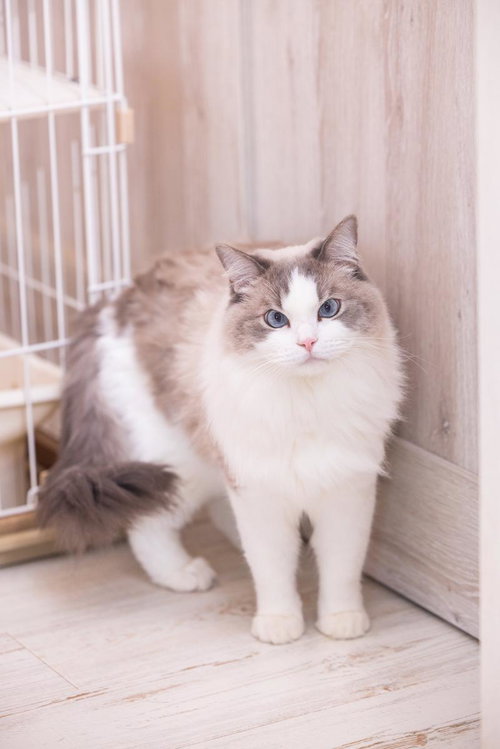 毛艶のよいラグドール猫がケージの前に立つ