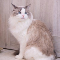 青い瞳が印象的なラグドール猫の正面ポートレートの写真