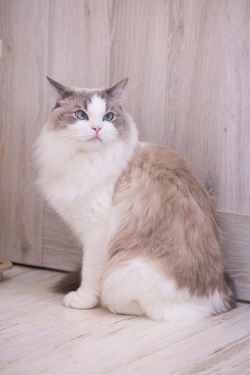 青い瞳のラグドール猫が正面を向いて座っている