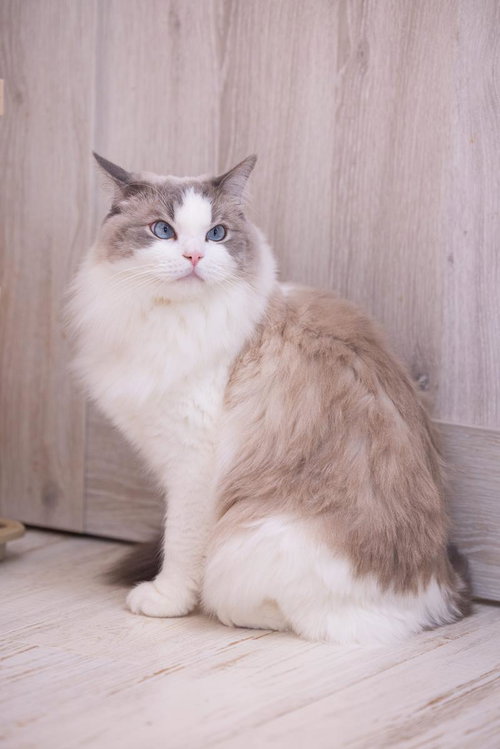 青い瞳が印象的なラグドール猫の正面ポートレート