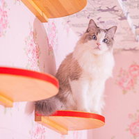 キャットステップの上から見下ろす猫ちゃんの写真