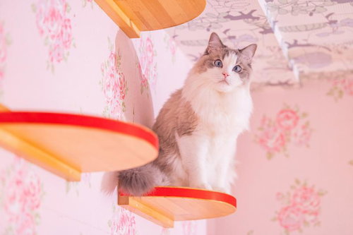 キャットステップの上から見下ろす猫ちゃん