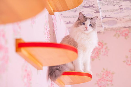 キャットステップにお座りするラグドールの可愛らしい表情