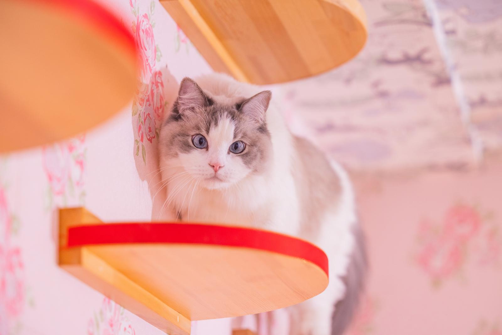 グレーと白のラグドール猫がキャットステップから降りてくる