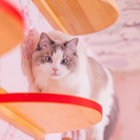 そろり、そろりとキャットステップから近づくラグドール猫の写真