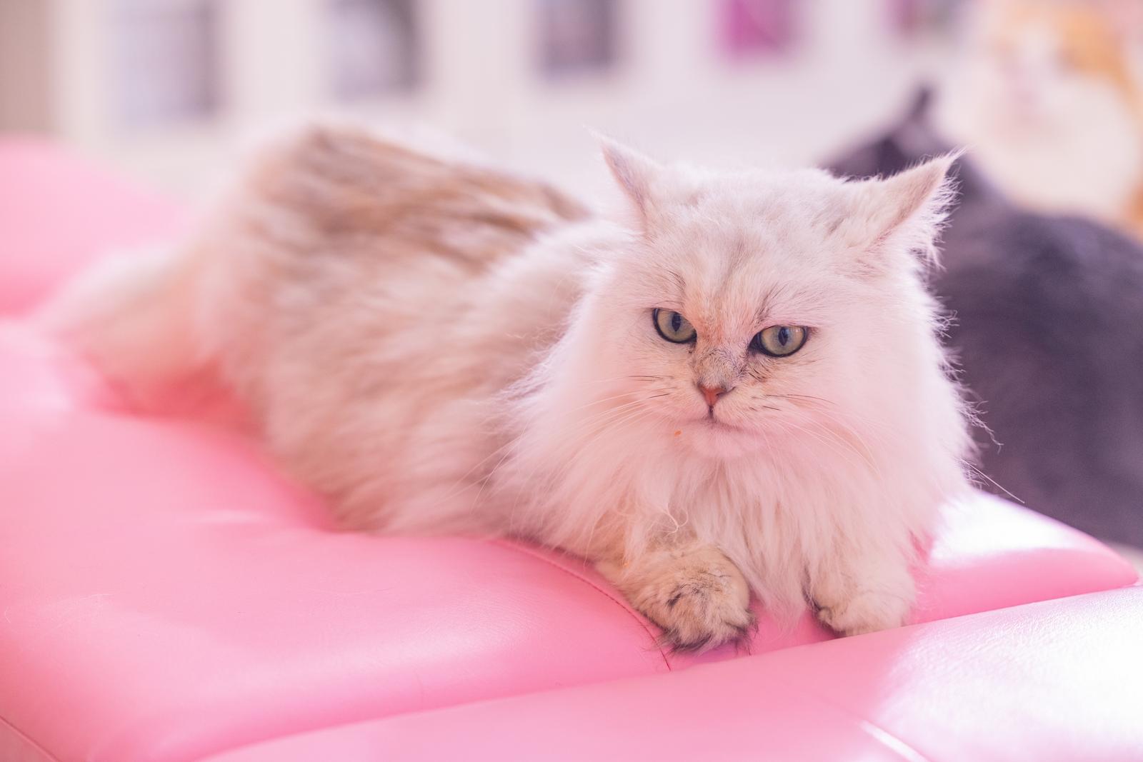 ピンクのクッションに座る白いペルシャ猫
