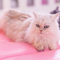 ピンクのクッションの上でくつろぐペルシャ猫の写真