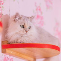 キャットステップの上でくつろぐペルシャ猫「わたげ」の写真