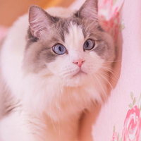 ピンク背景の花に囲まれた青い瞳のラグドール猫の写真