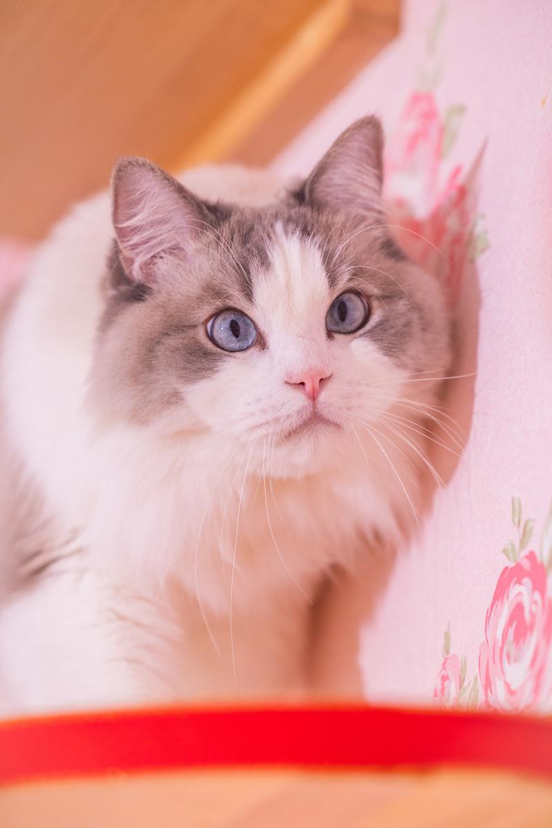 ピンク背景に青い瞳のラグドール猫がカメラを見つめている