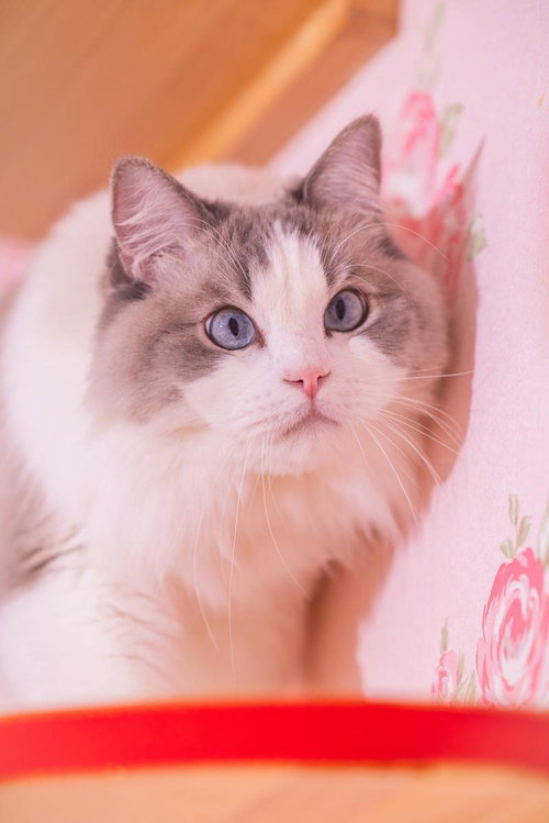 ピンク背景の花に囲まれた青い瞳のラグドール猫