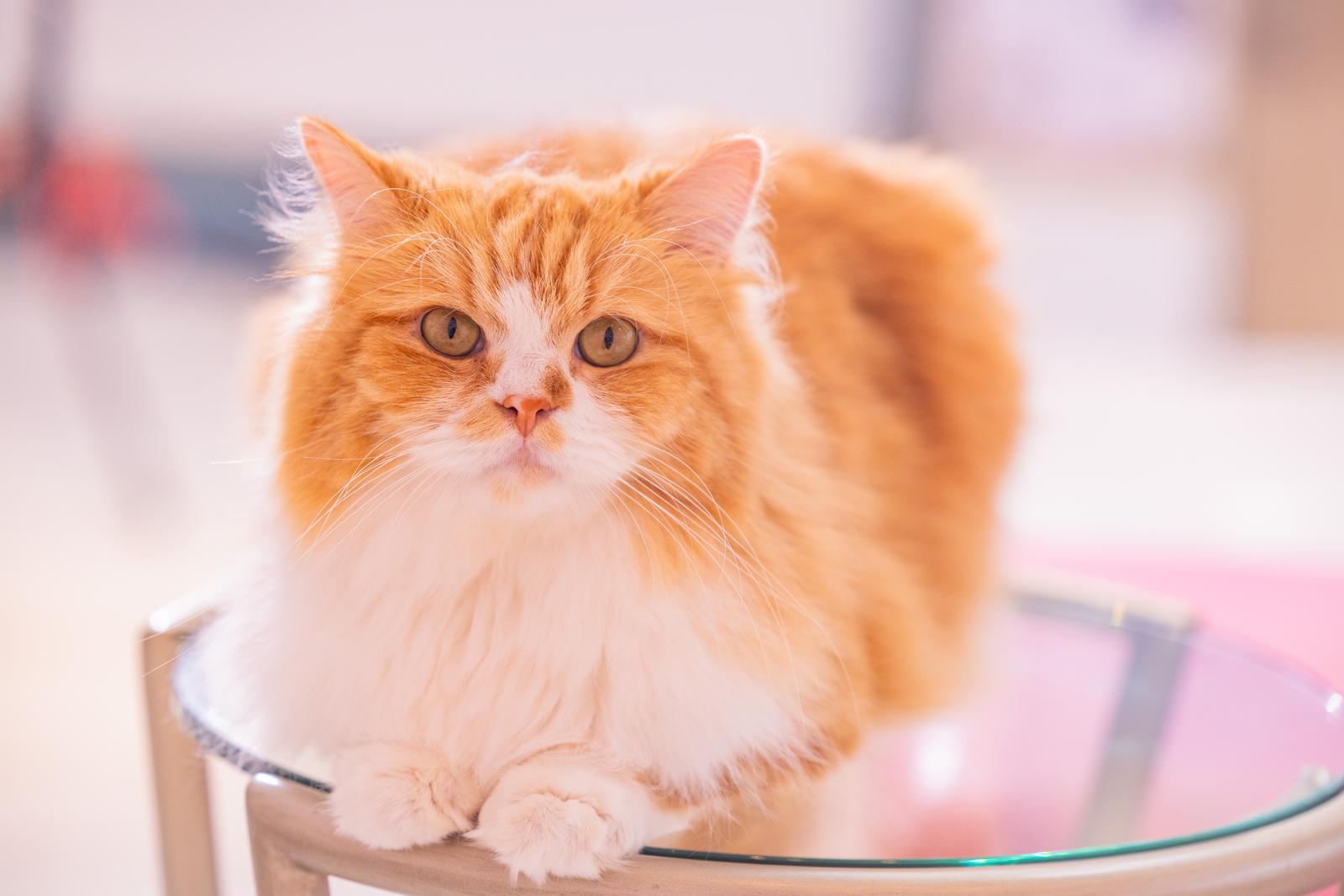 透明なテーブルの上に座る茶白の長毛猫。前を向いてこちらを見つめている