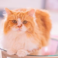 透明なテーブルの上でくつろぐ茶白の長毛猫のポートレートの写真