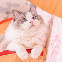 ピンクの布にのる、前足をちょこんと出すラグドールの写真