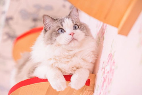 ピンクの布にのる、前足をちょこんと出すラグドール