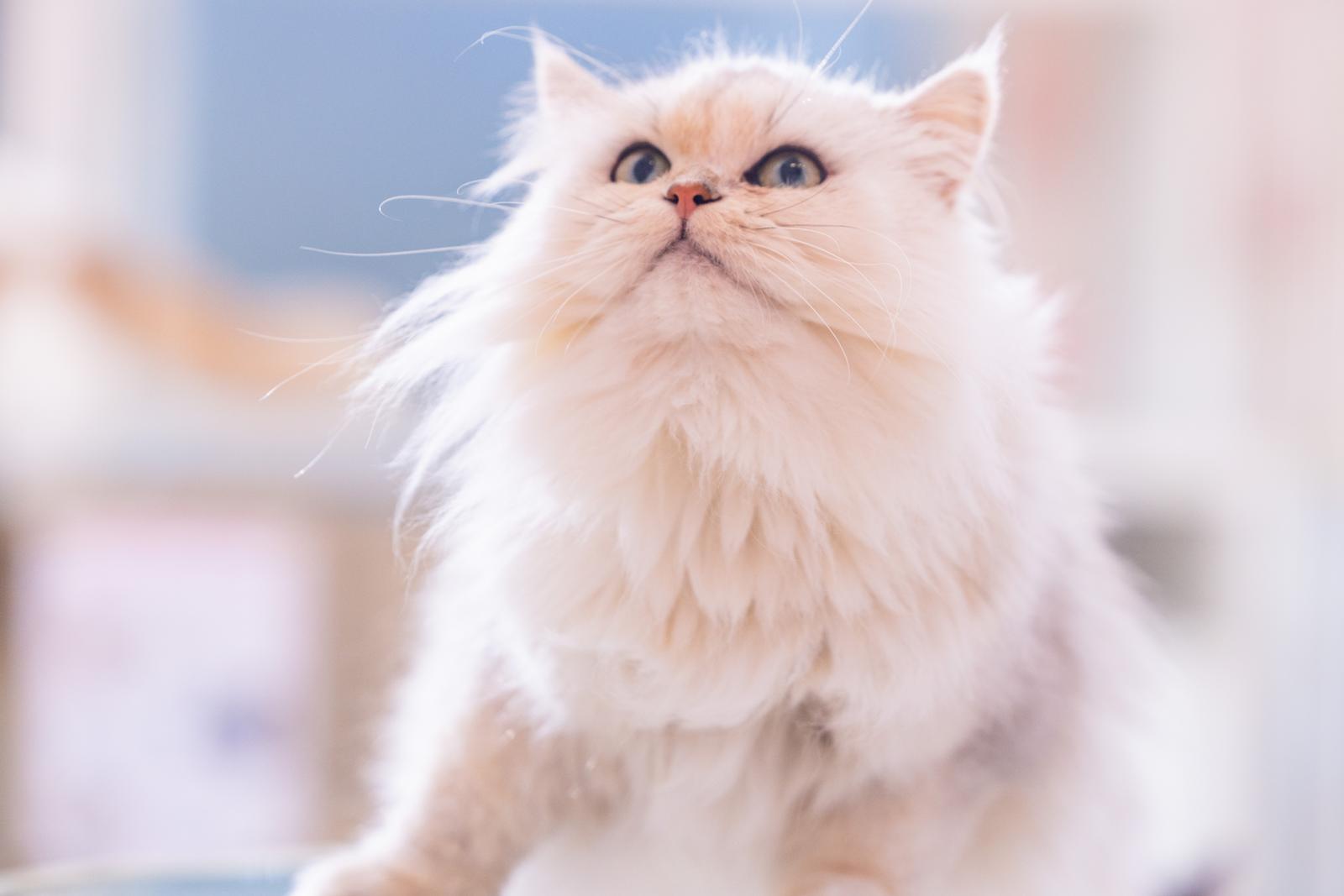 青い瞳が印象的な白いペルシャ猫の顔をアップで撮影した写真