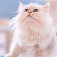 もっふもふのペルシャ猫の横顔。白い長毛が特徴の可愛いペットの写真