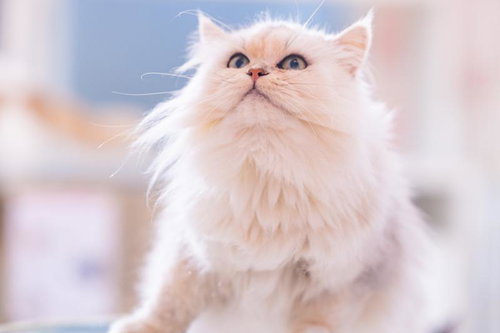 もっふもふのペルシャ猫の横顔。白い長毛が特徴の可愛いペット