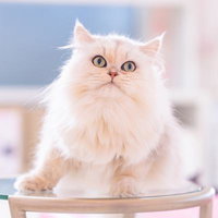 じっと見つめるペルシャ猫のもふもふ姿、青い瞳が印象的の写真