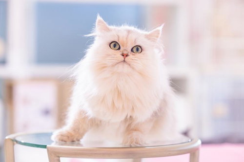 じっと見つめるペルシャ猫のもふもふ姿、青い瞳が印象的