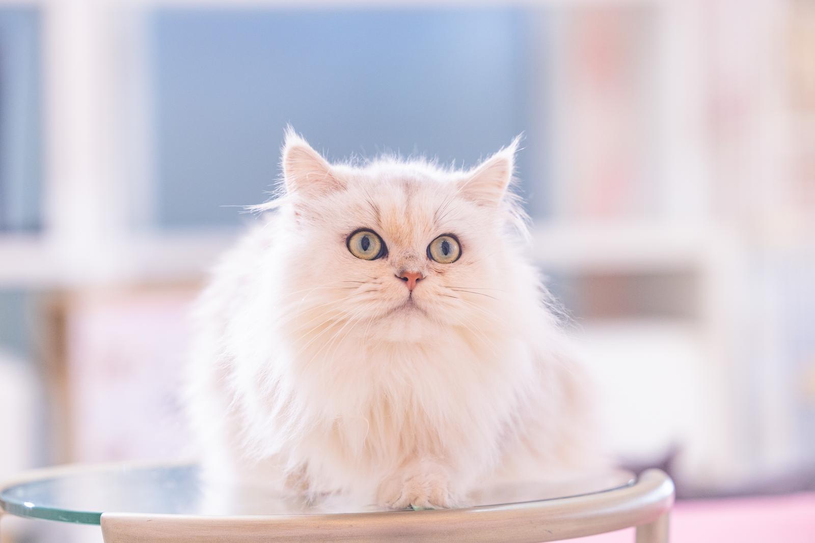 耳がピンッと立つ白いペルシャ猫が正面を見つめる