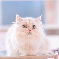 耳がピンッと尖るペルシャの白い猫、青い瞳がまっすぐ正面を見つめるの写真