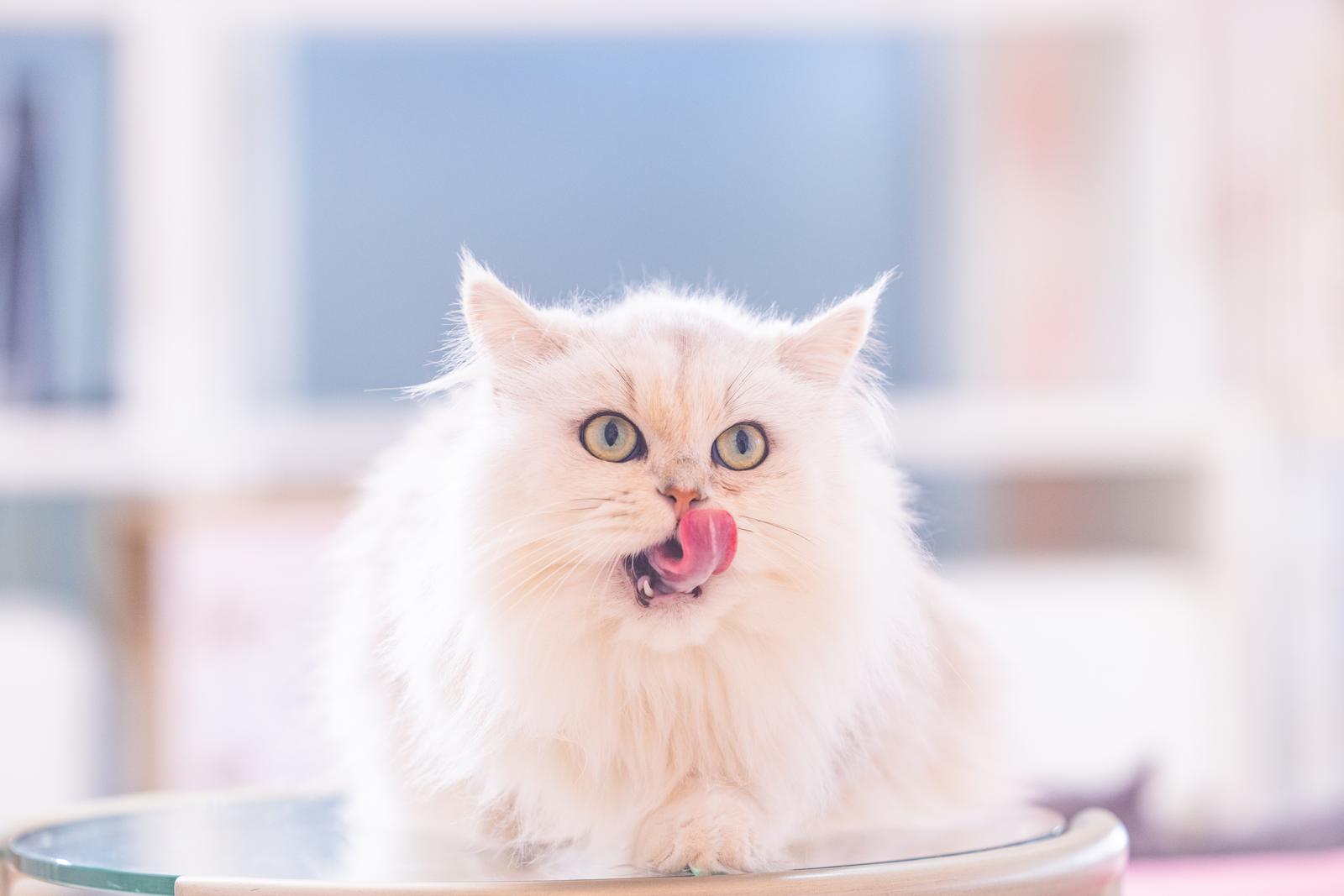 舌を出すペルシャ猫の正面アップ