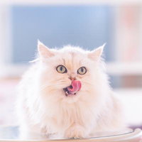 舌を出すペルシャ猫の表情アップの写真