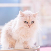 猫ちゃんといっしょの美猫「わたげ」の写真