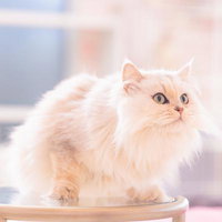 白いテーブルに座るクリーム色のペルシャ猫の写真
