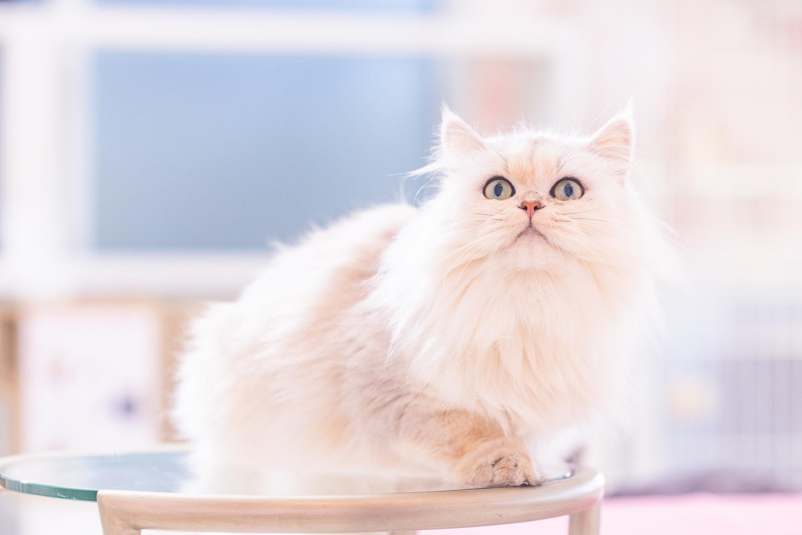 ガラステーブルの上に座る白いペルシャ猫が青い瞳で前方を見つめている