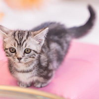 ピンク背景で遊ぶマンチカンの短足の子猫、キジトラ毛色の写真